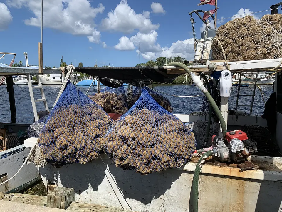 Natural sponges drying on a boat in Tarpon Springs